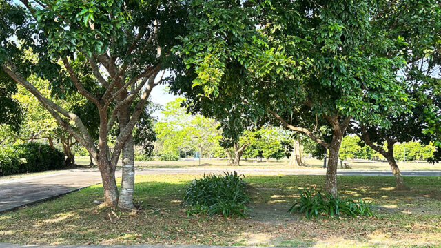 luscara nuvali lot for sale beside park lot courtyard